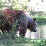 Ein Braunbär im Gehege im Wildpark Johannismühle