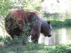 Ein Braunbär im Gehege im Wildpark Johannismühle